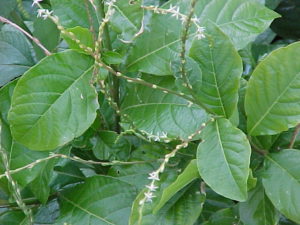 Guinea Hen Weed Anamu