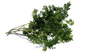 Dried Moringa Oliefera Leaves