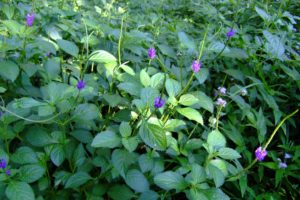 Vervain Verbena Officinalis