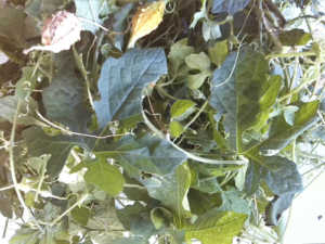 Cerasee Tea Momordica Charantia Sorosi 100% Pure Dried Leaves 8 oz